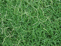 bermuda grass sod