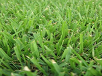 compadre-companion-zoysia-grass-sod