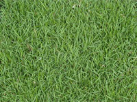 Raleigh Zoysia Sod Prices | Cary, Fuquay | NC Sod & Mulch