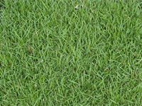 empire zoysia