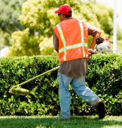 lawn and shrub care