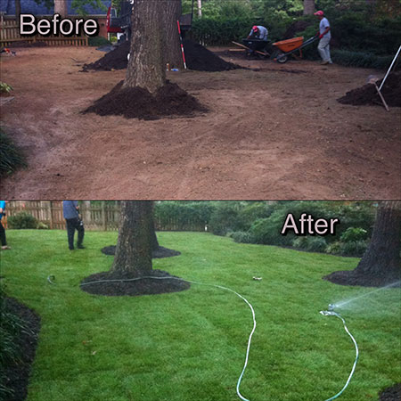 lawn before and after fescue sod