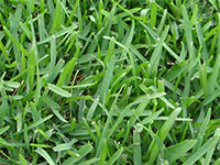sapphire st. augustine grass sod