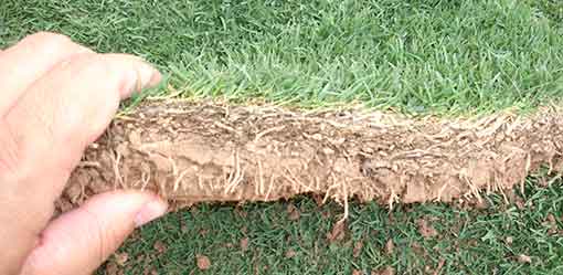 Discovery BermudaGrass | NC Sod & Mulch