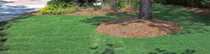 Discovery BermudaGrass