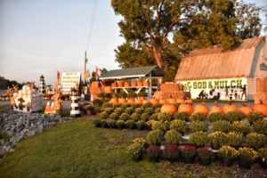 Shelves of mums and pumpkins with straw in the background